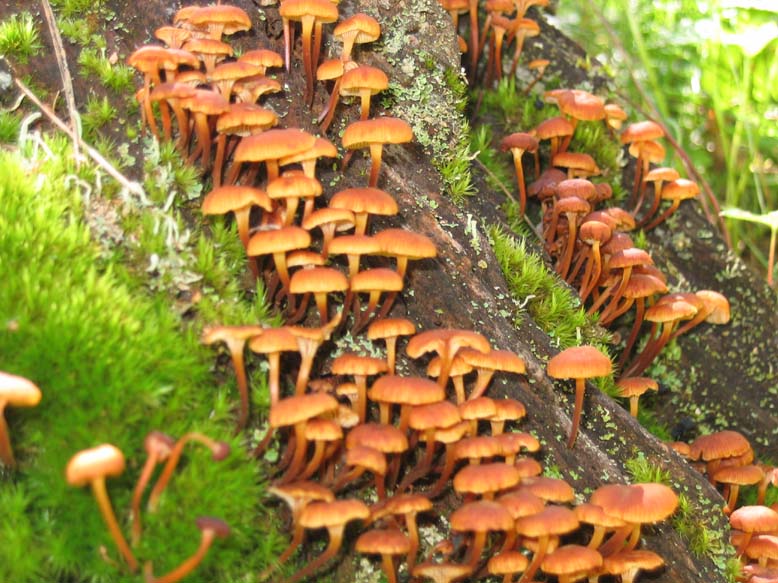 brshrooms