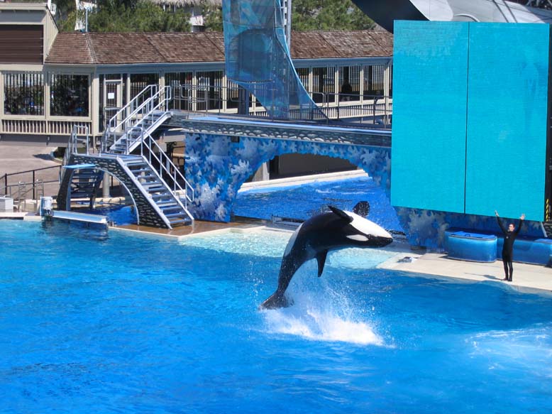 shamu