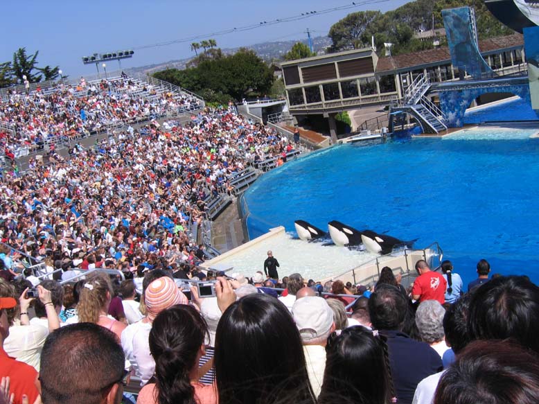 shamu2