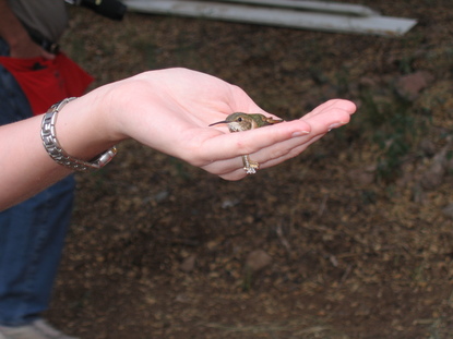 Hummingbird Banding