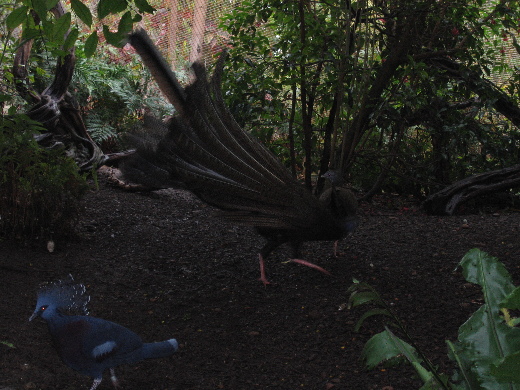 San Diego Zoo